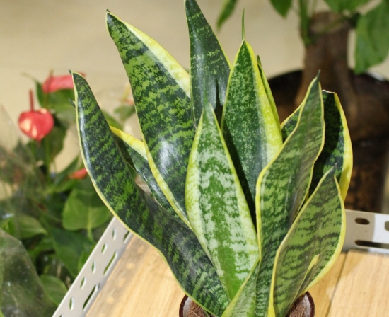 虎皮兰冬季如何养，虎皮兰冬季养殖办法