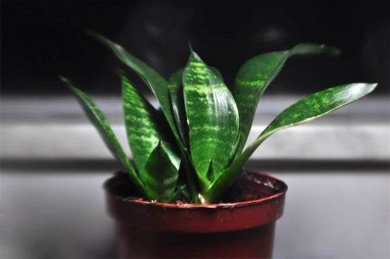 虎皮兰图片附介绍：相册的图片免费下载