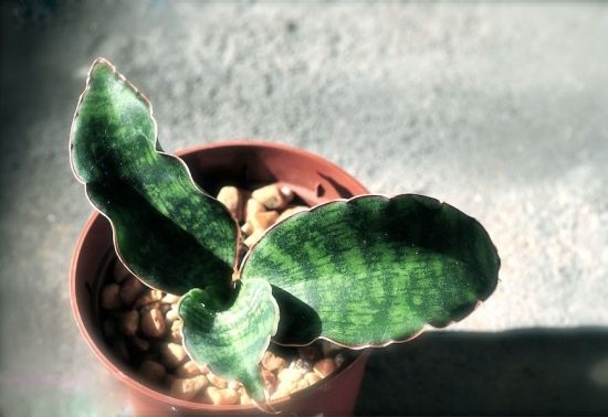 虎皮兰图片附介绍：相册的图片免费下载