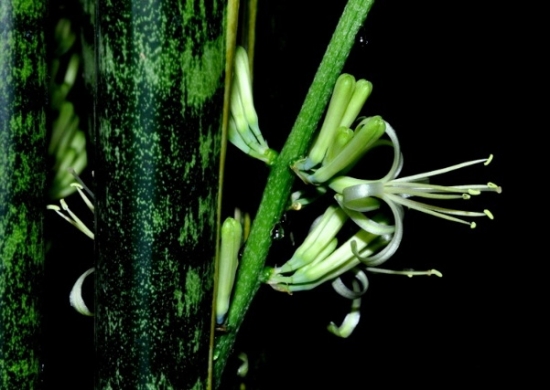 虎皮兰图片附介绍：相册的图片免费下载