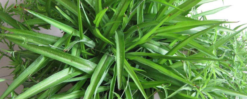 吊兰夏季可以放在外面晒吗