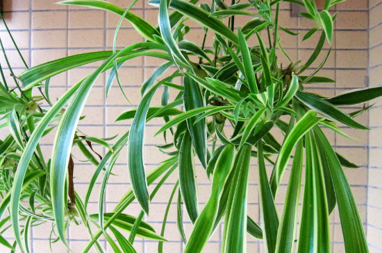 吊兰夏季可以放在外面晒吗