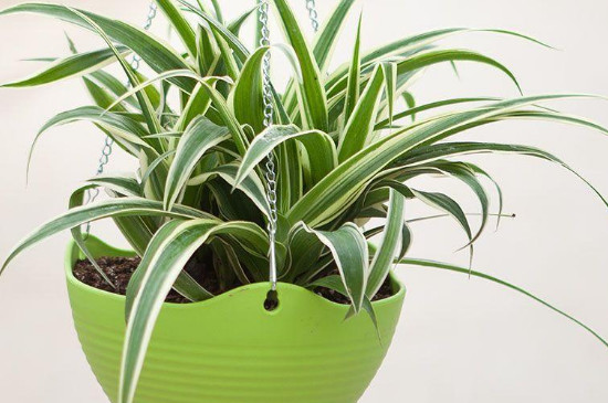 吊兰夏季可以放在外面晒吗