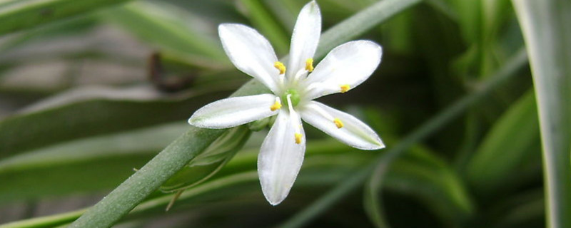 吊兰长的杆太长如何办