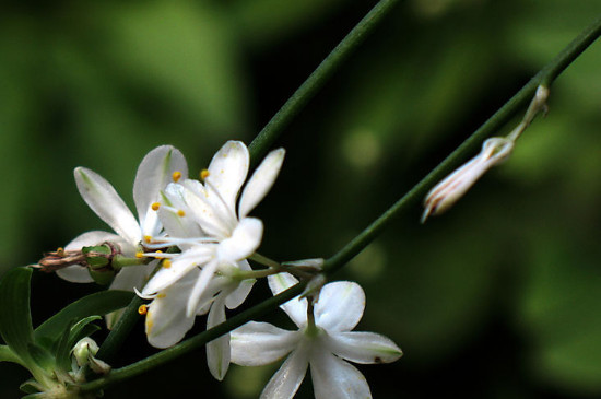 吊兰长的杆太长如何办