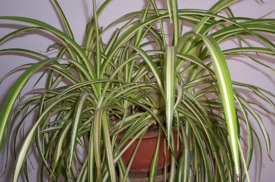 吊兰长的杆太长如何办