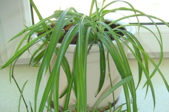 吊兰长的杆太长如何办