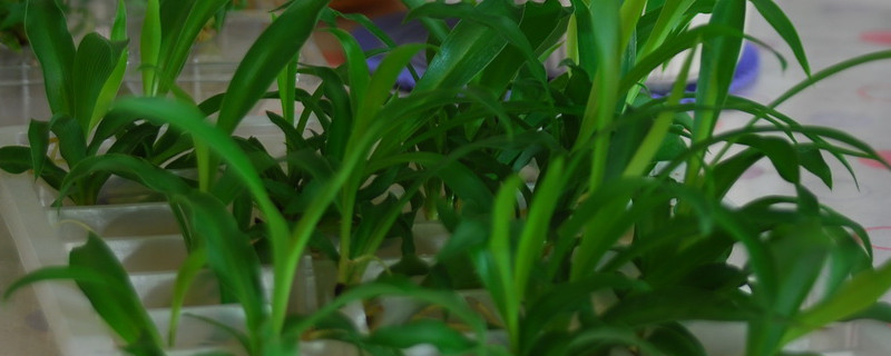 水培吊兰改为土培,需要留意什么?