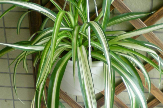 水培吊兰改为土培,需要留意什么?