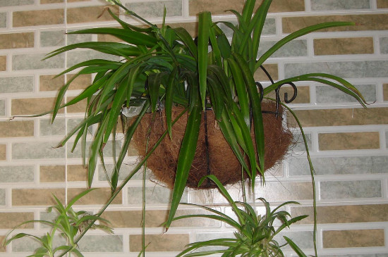 水培吊兰改为土培,需要留意什么?