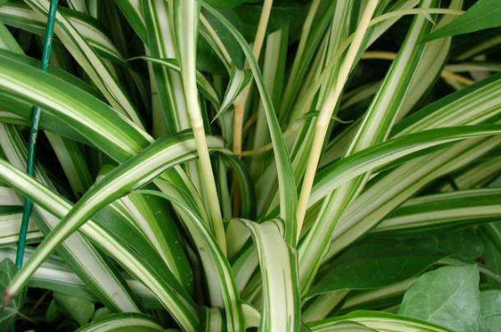 吊兰黄叶什么原因用什么办法处理