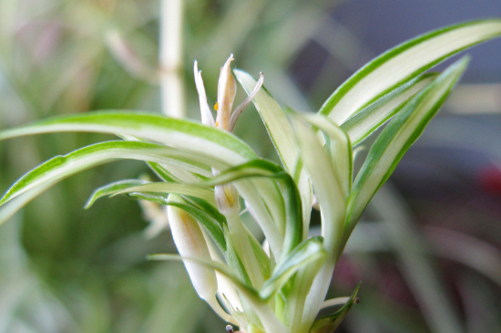 吊兰黄叶什么原因用什么办法处理