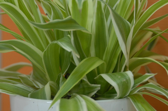 吊兰黄叶什么原因用什么办法处理