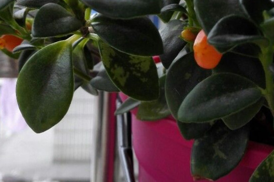 金鱼吊兰叶子有白斑是如何回事