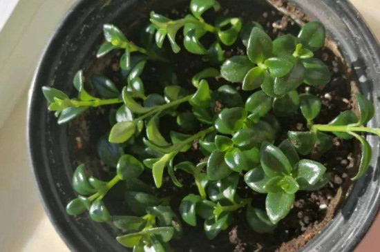 金鱼吊兰叶子有白斑是如何回事