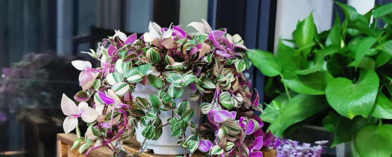 油画吊兰养殖办法