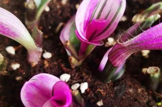 油画吊兰养殖办法