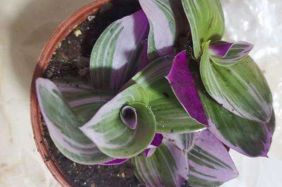 油画吊兰养殖办法