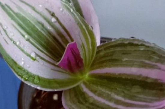 油画吊兰养殖办法