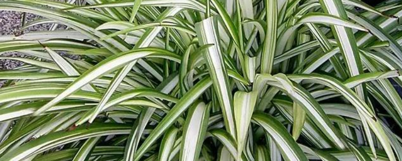 吊兰为何要放鸡蛋壳