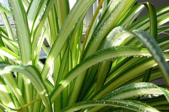 吊兰为何要放鸡蛋壳