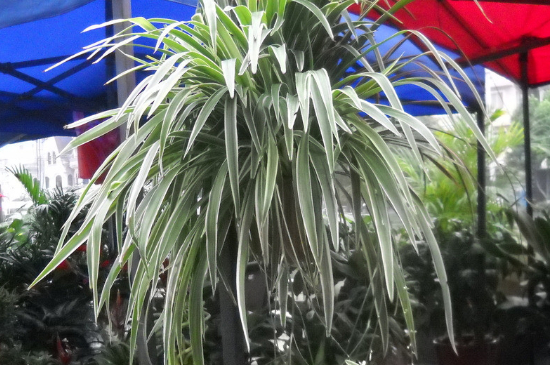 吊兰为何要放鸡蛋壳