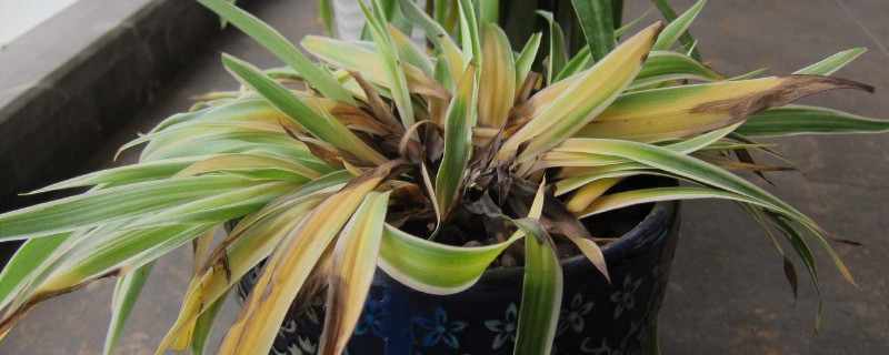 吊兰叶子塌了如何补救