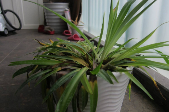 吊兰叶子塌了如何补救