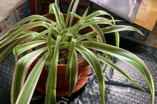 吊兰叶子塌了如何补救