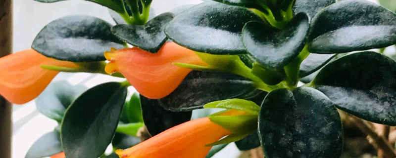 金鱼吊兰花苞还没开就干掉枯萎是如何了