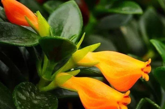 金鱼吊兰花苞还没开就干掉枯萎是如何了