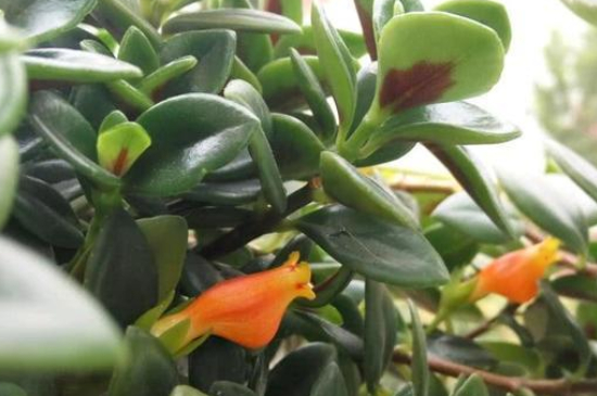 金鱼吊兰花苞还没开就干掉枯萎是如何了