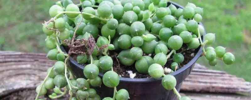 珍珠吊兰的养殖办法和留意事项