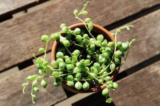珍珠吊兰的养殖办法和留意事项