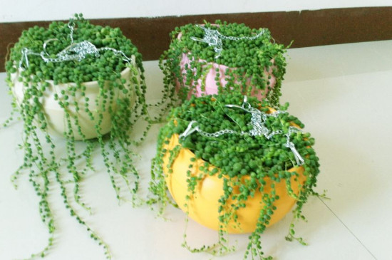 珍珠吊兰的养殖办法和留意事项