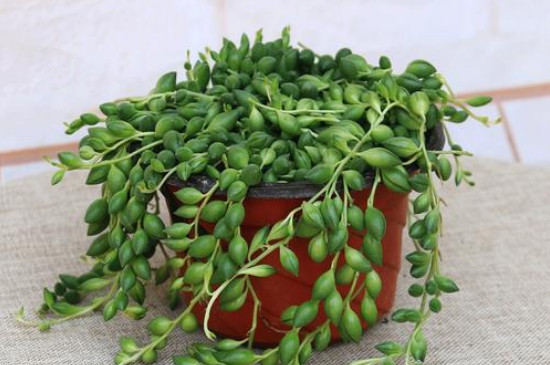 珍珠吊兰的养殖办法和留意事项