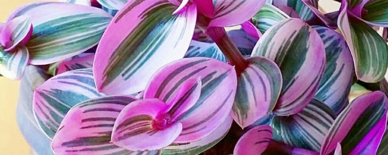 油画吊兰如何上盆