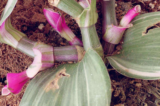 油画吊兰如何上盆