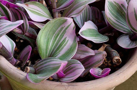 油画吊兰如何上盆