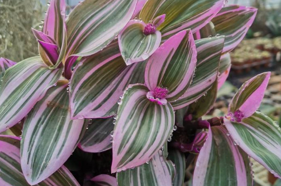 油画婚礼吊兰叶子发焦如何办