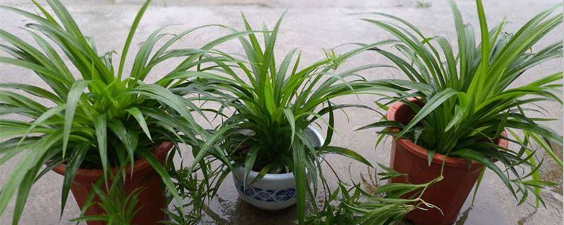 吊兰的养殖办法