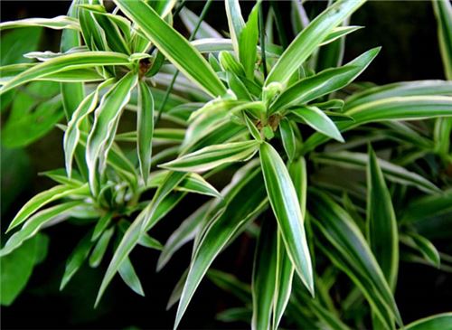 吊兰的养殖办法