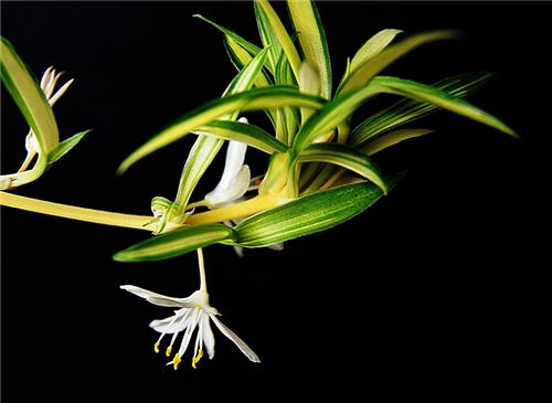 吊兰的养殖办法