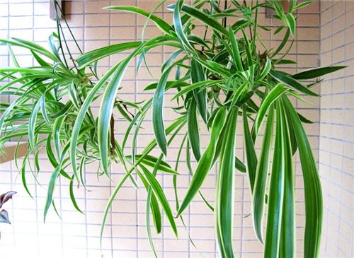 吊兰的养殖办法