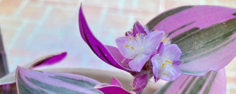 婚礼油画吊兰如何扦插