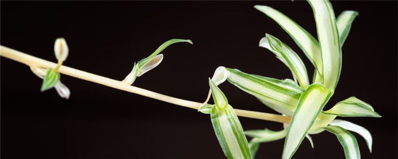 吊兰的养殖办法和留意事项