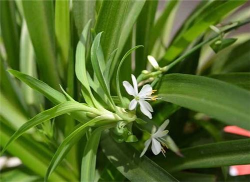 吊兰的养殖办法和留意事项