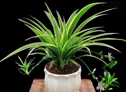 吊兰的养殖办法和留意事项