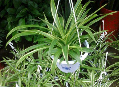 吊兰如何养才能更旺盛