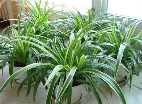 吊兰如何养才能更旺盛